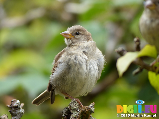 FZ020169 House sparrow (Passer domesticus)